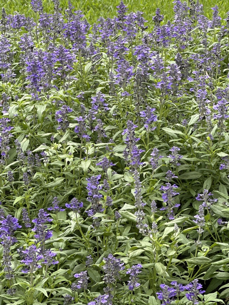Salvia officinalis