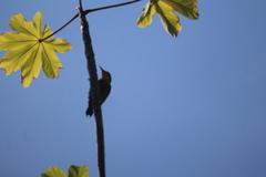 Melanerpes flavifrons