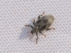 Orchestes calceatus