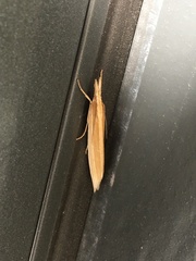 Orocrambus angustipennis