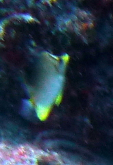 Prognathodes aculeatus