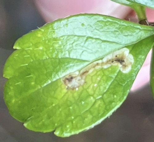 Unknown species found near Rocky Point, Metchosin, BC, CA