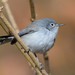 Black-capped Gnatcatcher - Photo (c) Chris Rohrer, some rights reserved (CC BY-NC), uploaded by Chris Rohrer