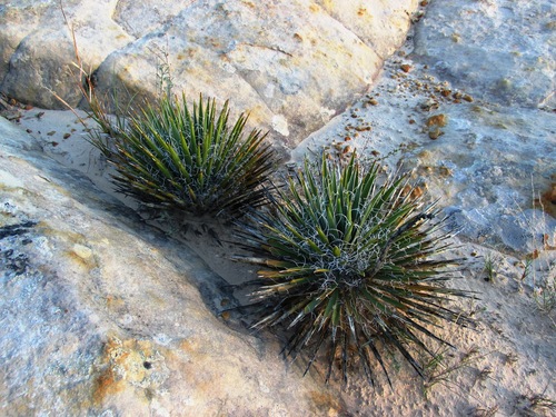 Yucca harrimaniae