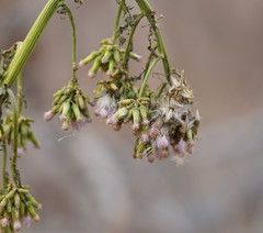 Erechtites valerianifolius