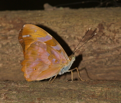 Herona marathus
