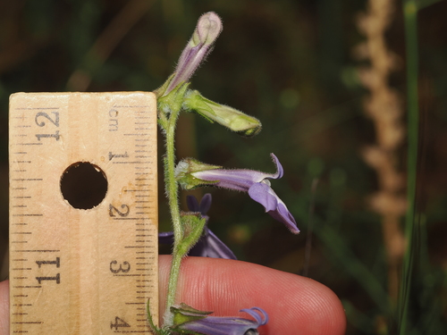 Reverchon's Lobelia (Lobelia reverchonii)