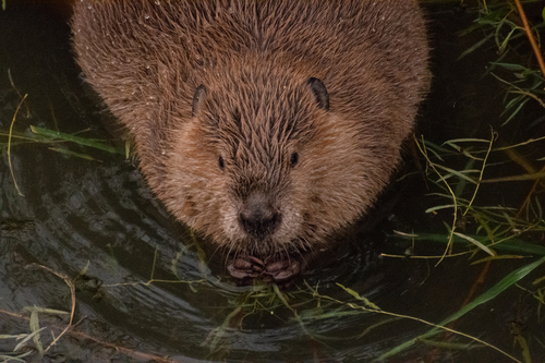 iNaturalist observation 2025-10-16