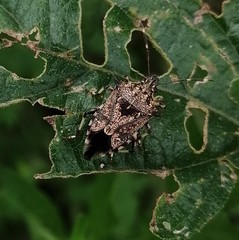 Eocanthecona furcellata