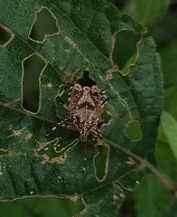 Eocanthecona furcellata