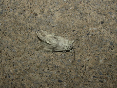 Lichnoptera
