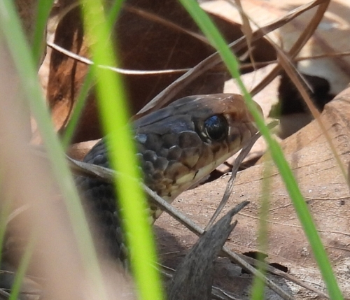 Greater Black Whipsnake sighting