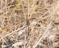 Orthetrum boumiera