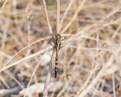 Orthetrum boumiera