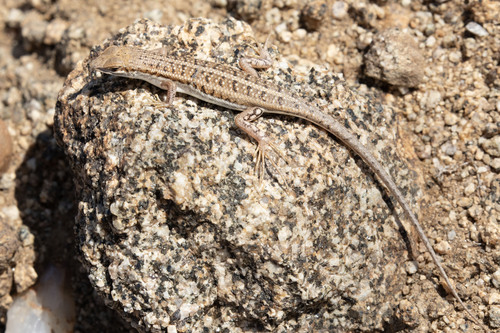 Wilson’s Wedge-Snouted Skink, Trachylepis wilsoni