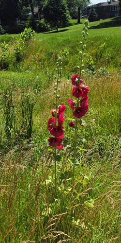 Hollyhock