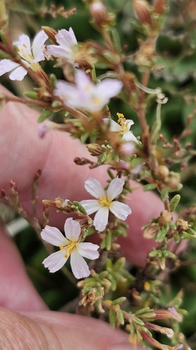 Frankenia pauciflora (Frankenia pauciflora)