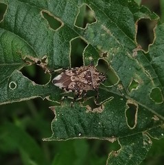 Eocanthecona furcellata