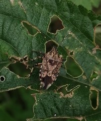 Eocanthecona furcellata