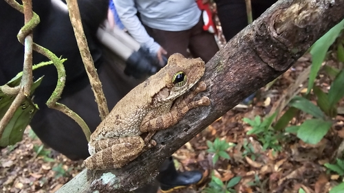 Giant Bromeliad Treefrog, Osteocephalus taurinus