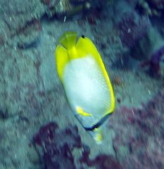 Chaetodon ocellatus