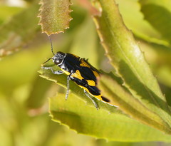 Cyrioides australis