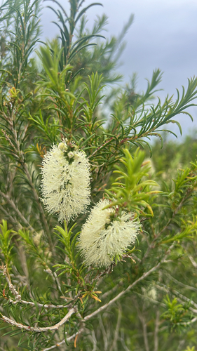 Bracelet Honey-myrtle