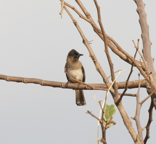 Bulbul naranjero (Pycnonotus barbatus)