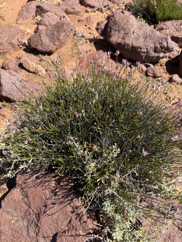 Ptilotus parvifolius observed 2025-10-26