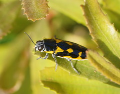 Cyrioides australis
