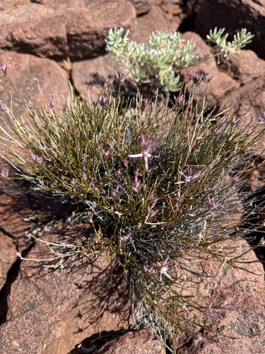 Ptilotus parvifolius observed 2025-10-26