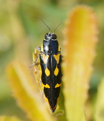 Cyrioides australis