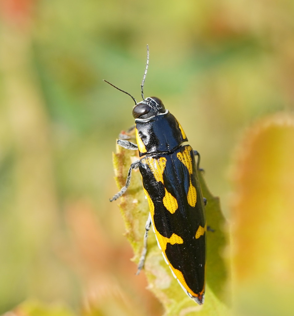 Cyrioides australis