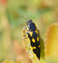 Cyrioides australis