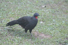 Penelope superciliaris