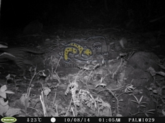 Leopardus pardalis pardalis