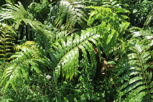Giant Vine Fern (Stenochlaena tenuifolia)