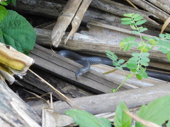 Aparallactus lunulatus