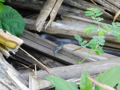 Aparallactus lunulatus