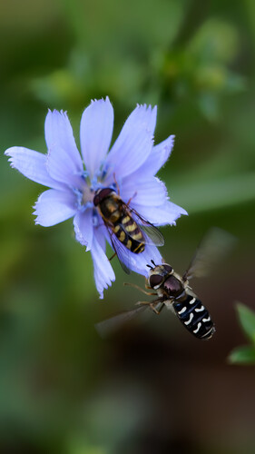 Unknown species found near Provo Bay, Provo, UT 84601, USA