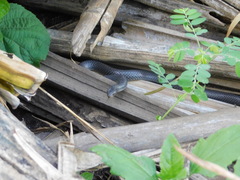 Aparallactus lunulatus