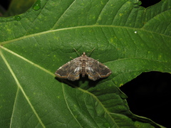 Oligostigmoides
