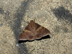 Poaphilini