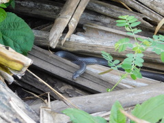 Aparallactus lunulatus