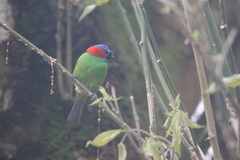 Tangara cyanocephala