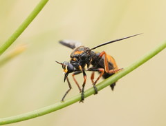 Codula