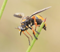Codula