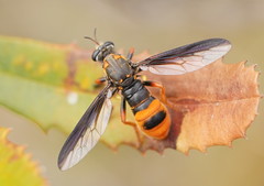 Codula