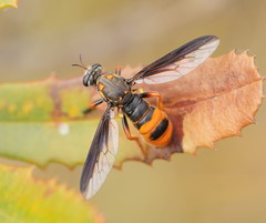Codula