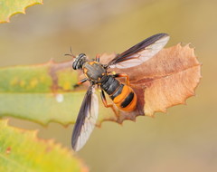 Codula